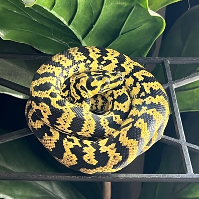 Carpet Pythons For Sale - MorphMarket US & Canada