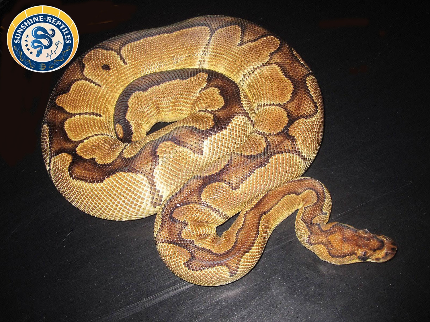 0.1 Enchi Clown Breeding Females Ball Python by SunshineReptiles