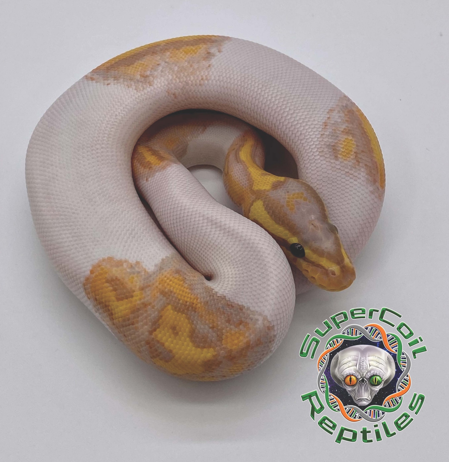 Banana Pastel Specter Pied Ball Python by SuperCoil Reptiles - MorphMarket