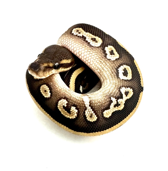 Blackhead Spotnose 100% Het Clown Ball Python by SuperCoil Reptiles