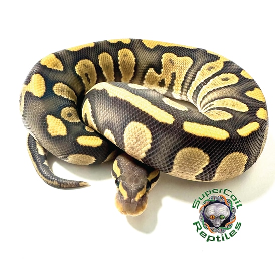 Chocolate Hypo Het Piebald Ball Python by SuperCoil Reptiles