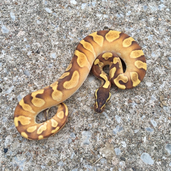 Mojave Enchi Calico Ball Python by Superior Scales Reptiles, LLC