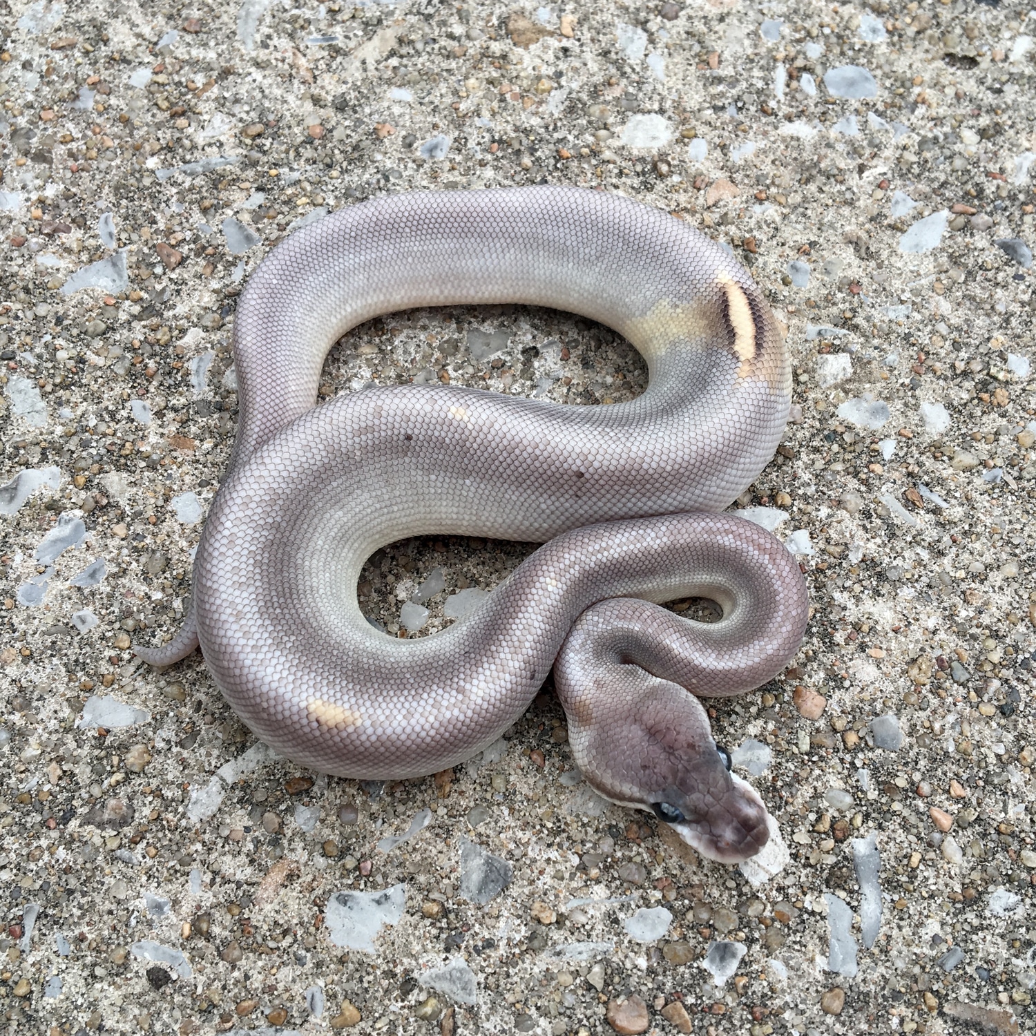 Butter Silver Bullet Ball Python by Superior Scales Reptiles, LLC