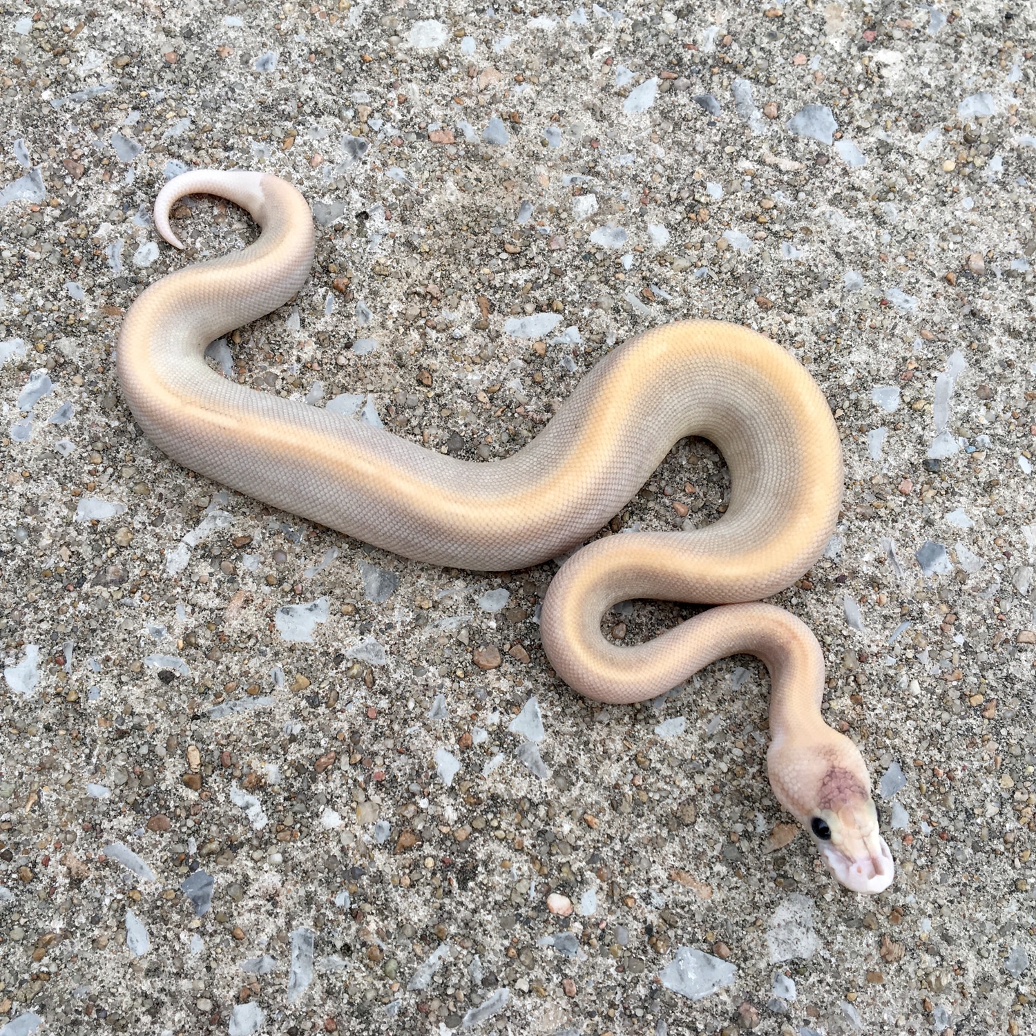 Champagne Cinnamon Butter Ball Python by Superior Scales Reptiles