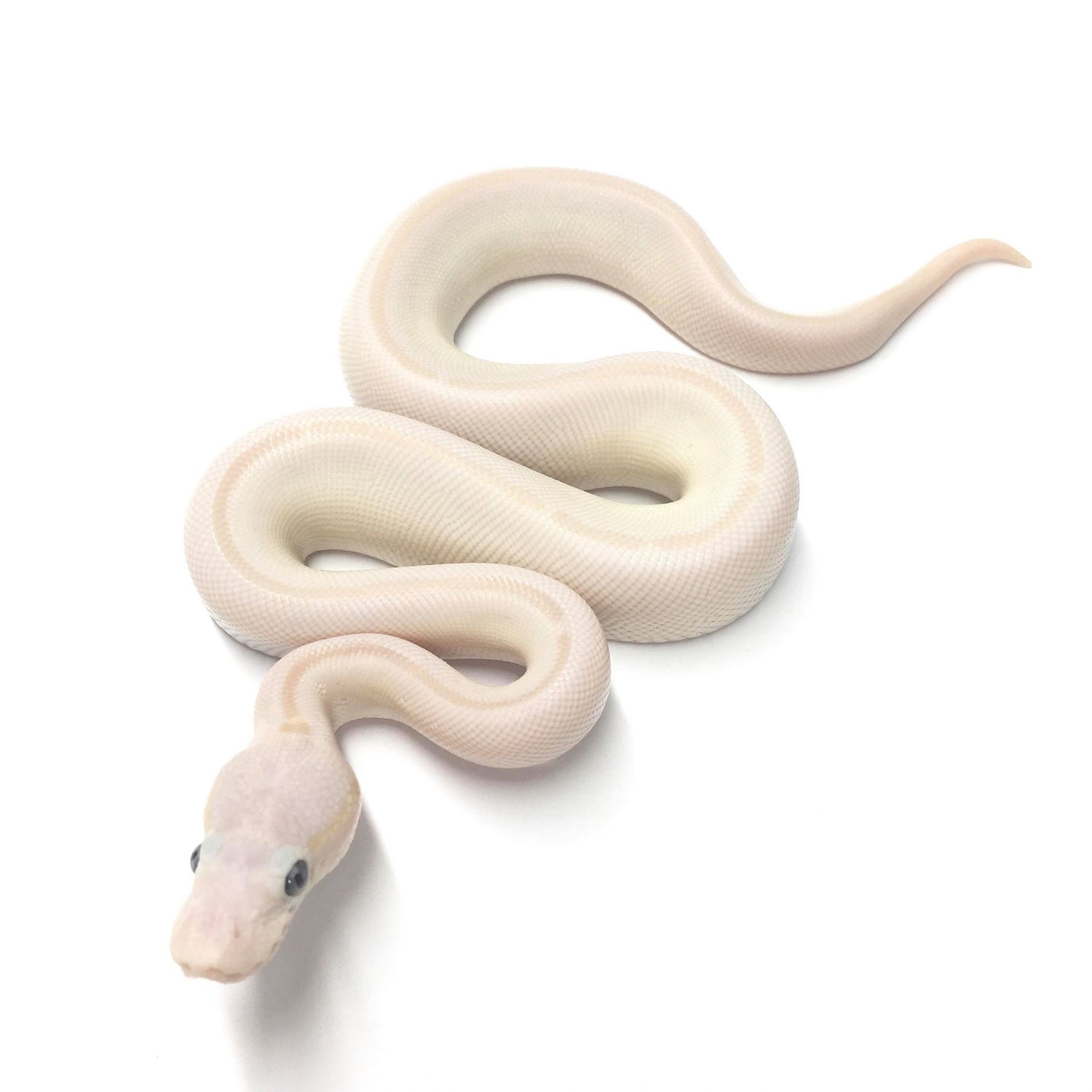 Mystic Lesser Ball Python by Superior Scales Reptiles MorphMarket