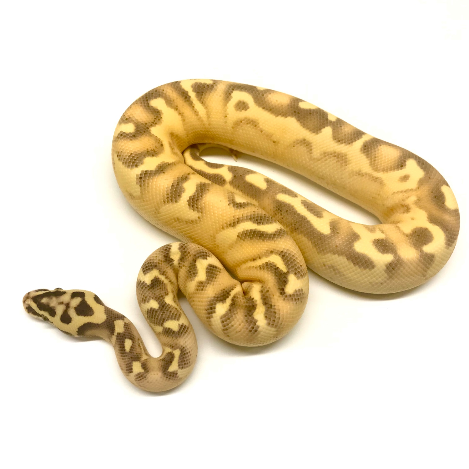 Super Enchi Pastel Freeway Ball Python by Superior Scales Reptiles