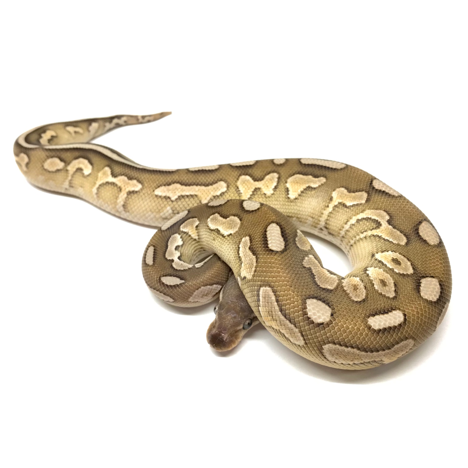 Cinnamon Lesser Asphalt/Yellowbelly Ball Python by Superior Scales ...