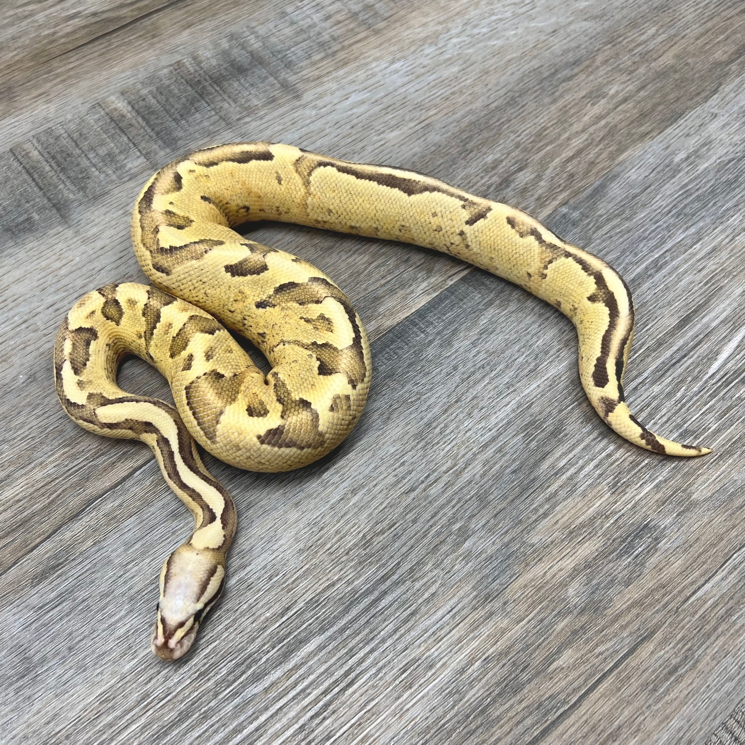 Vanilla Cream Ball Python by Superior Scales Reptiles MorphMarket