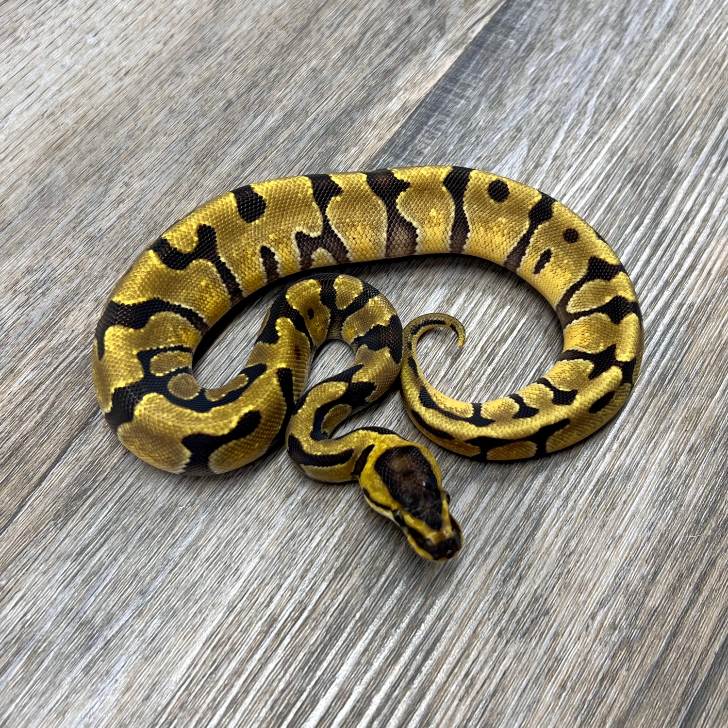 Super Enchi 100% Het Clown Ball Python by Superior Scales Reptiles ...
