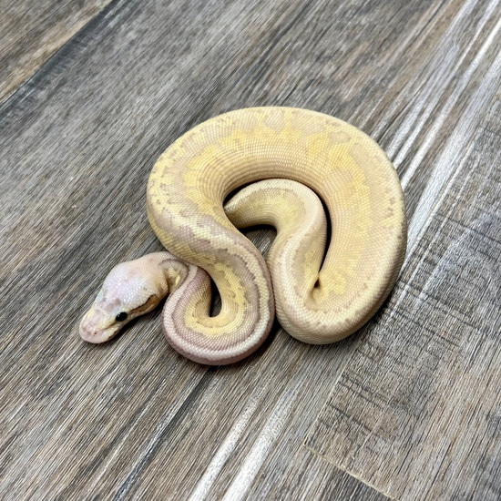 Asphalt Fire Lesser Lemon Blast (FREE SHIPPING!!) Ball Python by ...