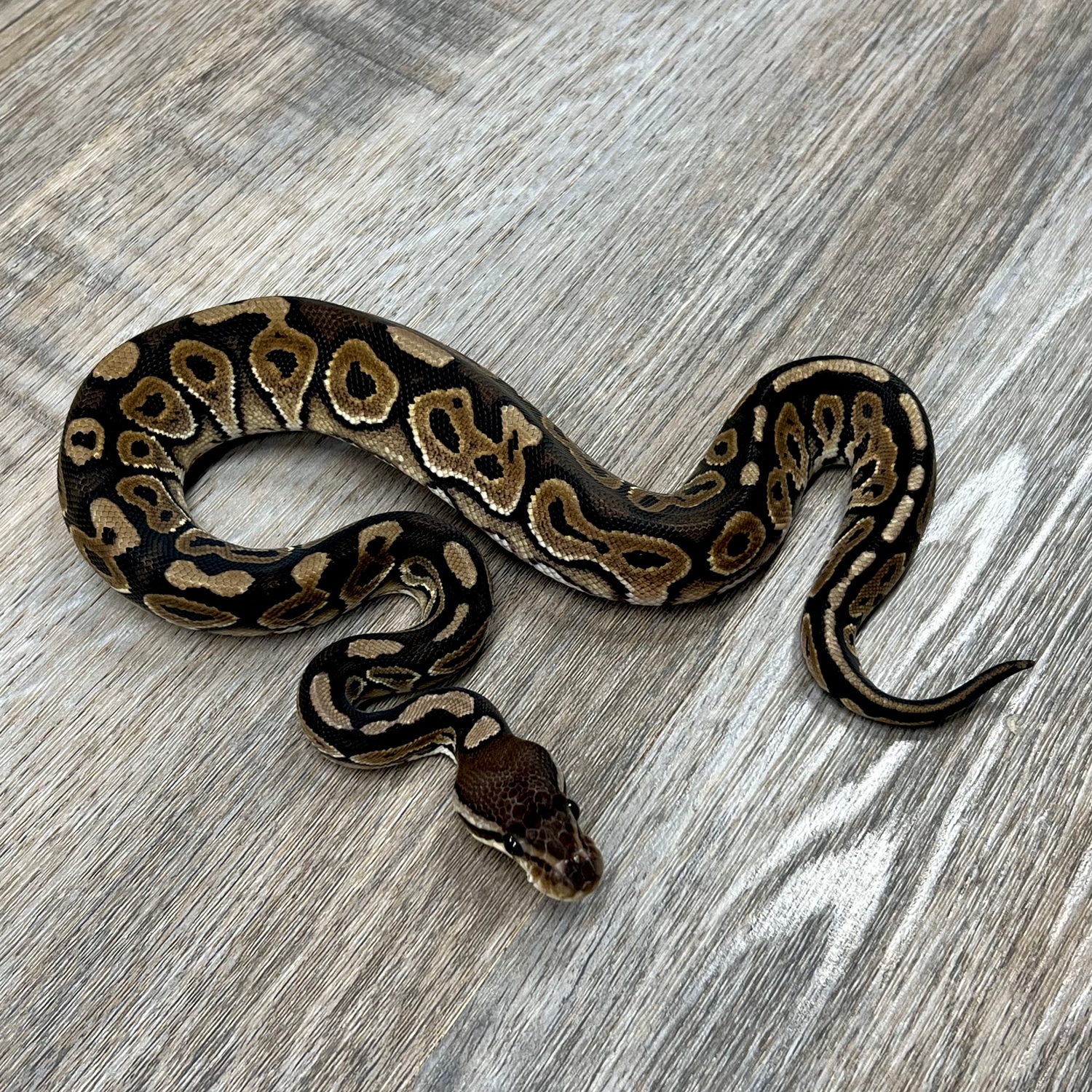 Cinnamon Ball Python by Superior Scales Reptiles, LLC - MorphMarket