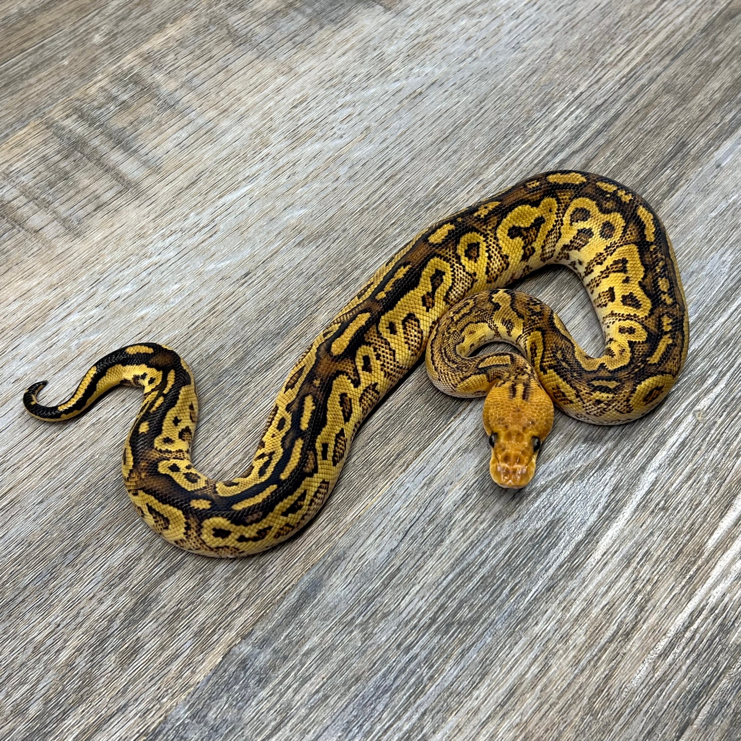 Bongo Fire Yellowbelly Clown Ball Python by Superior Scales Reptiles