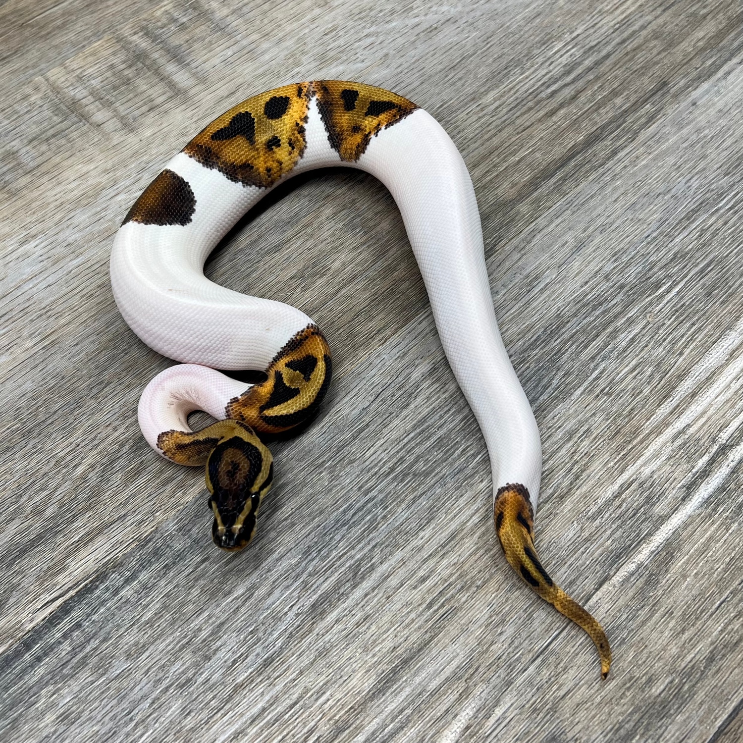 Pied 100% Het Albino Ball Python by Superior Scales Reptiles, LLC ...