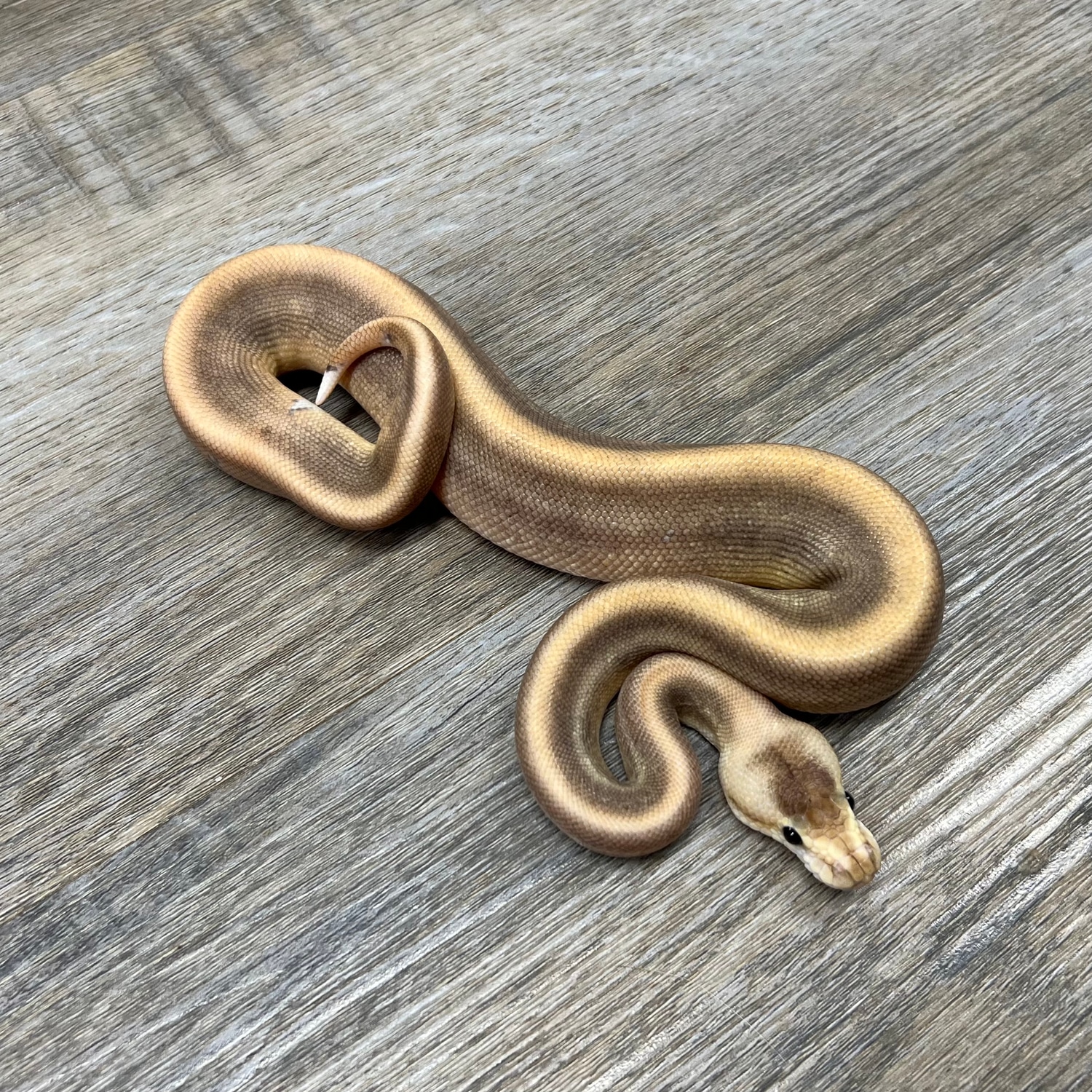 Champagne Cinnamon Ball Python by Superior Scales Reptiles, LLC ...