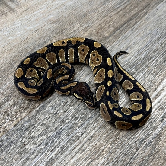 Grim Blackhead Ball Python Blackhead Ball Python by Superior Scales Reptiles, LLC
