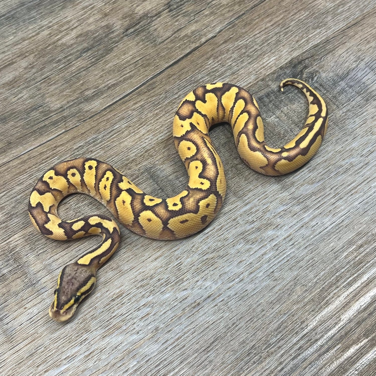 Blackhead Vanilla Pastel Enchi Hypo Ball Python by Superior Scales
