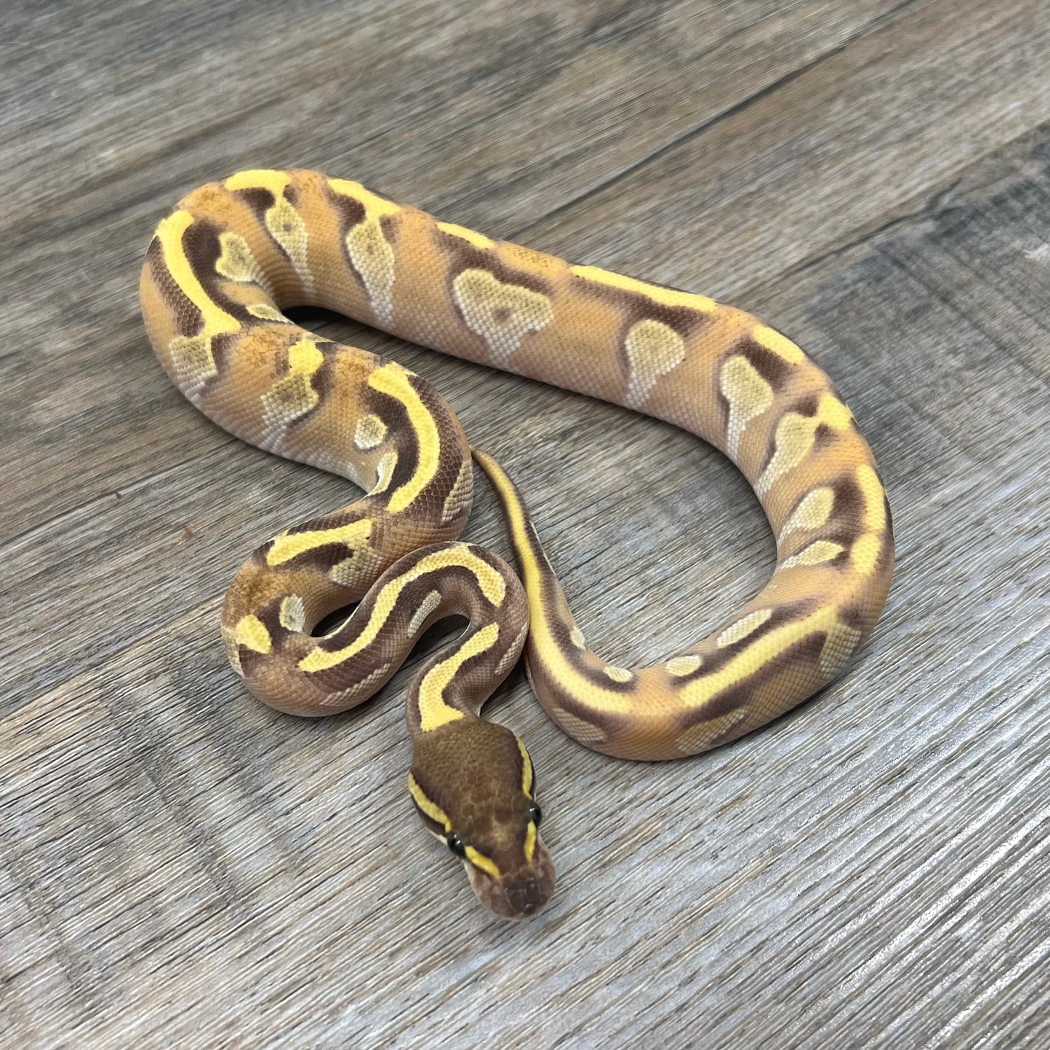 Blackhead Mojave Enchi Hypo Ball Python by Superior Scales Reptiles