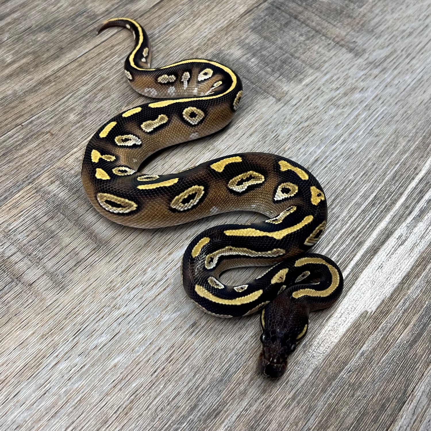 Blackhead Mojave 100 Het Hypo Ball Python by Superior Scales Reptiles