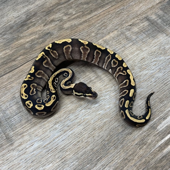 GHI Mystic (FREE SHIPPING!!) Ball Python by Superior Scales Reptiles, LLC