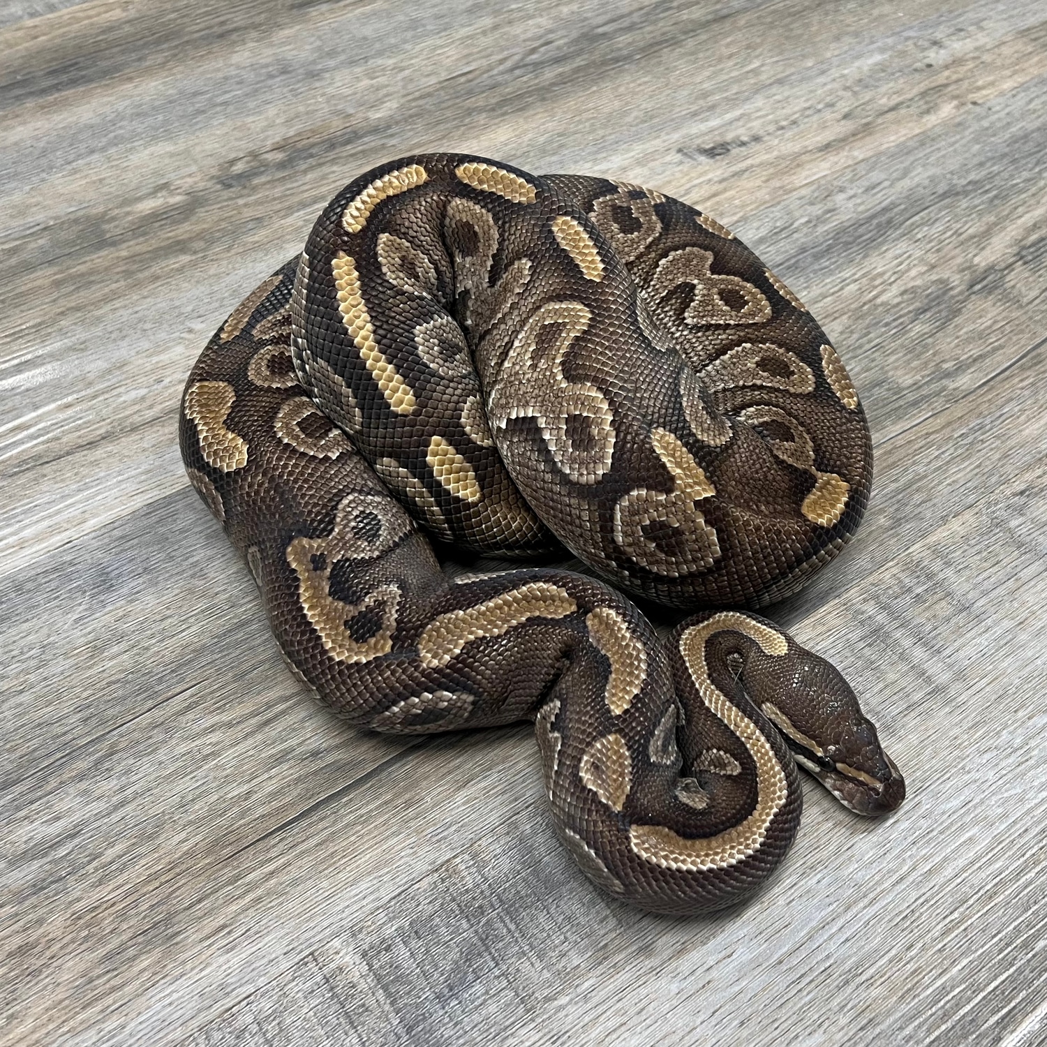 Mojave Fire Ball Python by Superior Scales Reptiles - MorphMarket