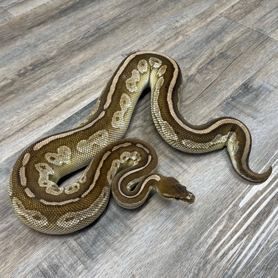 Cinnamon Butter Ball Python by Superior Scales Reptiles, LLC