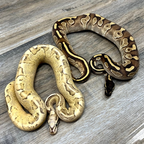 *PAIR* - 1.0 Blackhead Mystic 100% Het Hypo & 0.1 Calico Cream 100% Het ...