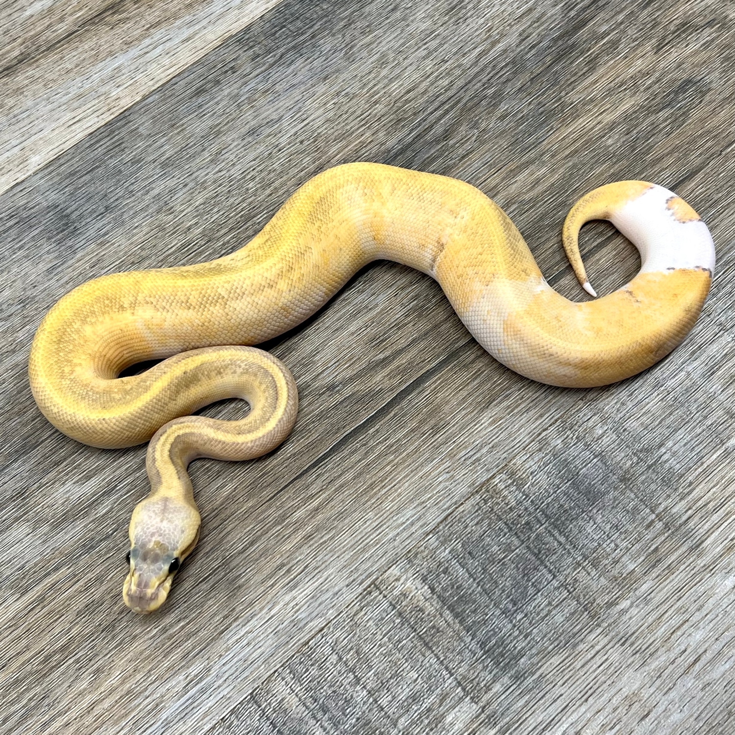 KillerBlast Hypo Pied Ball Python by Superior Scales Reptiles - MorphMarket