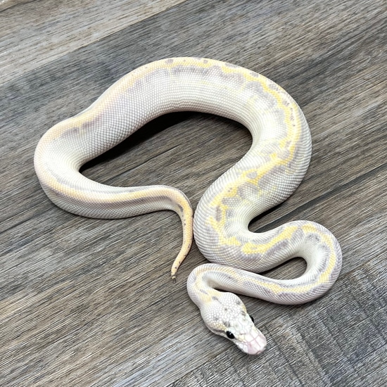 Pastel Leopard Ivory Ball Python by Superior Scales Reptiles, LLC