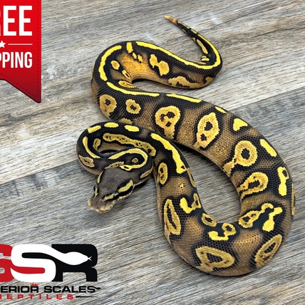 Blackhead Pastel Hypo 100% Het Pied (FREE SHIPPING!!) Ball Python