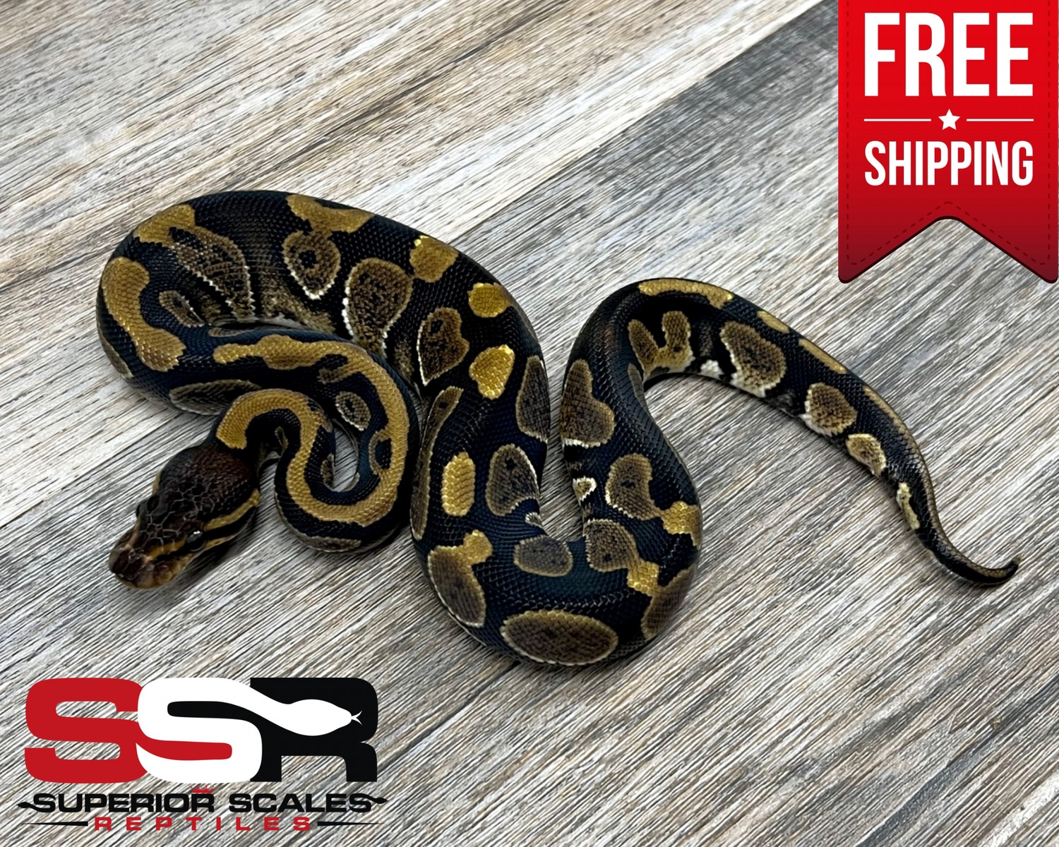 Chocolate (FREE SHIPPING!!) Ball Python by Superior Scales Reptiles ...