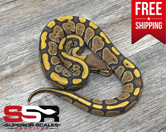 Hypo (FREE SHIPPING!!) Ball Python by Superior Scales Reptiles, LLC