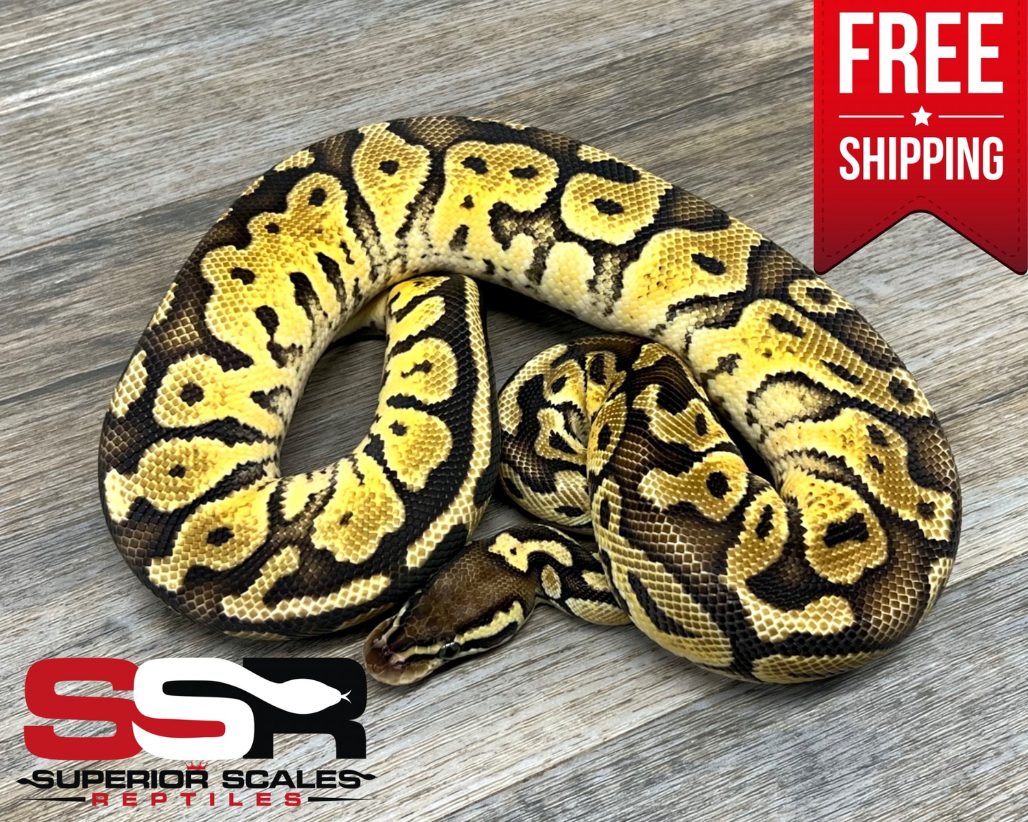 Pastel Special 100 Het Pied (FREE SHIPPING!!) Ball Python by Superior Scales Reptiles, LLC
