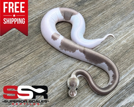 Grey Matter (FREE SHIPPING!!) Ball Python by Superior Scales Reptiles, LLC