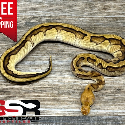 Genetic Stripe Clown 100% Het Desert Ghost (FREE SHIPPING!!) Ball Python