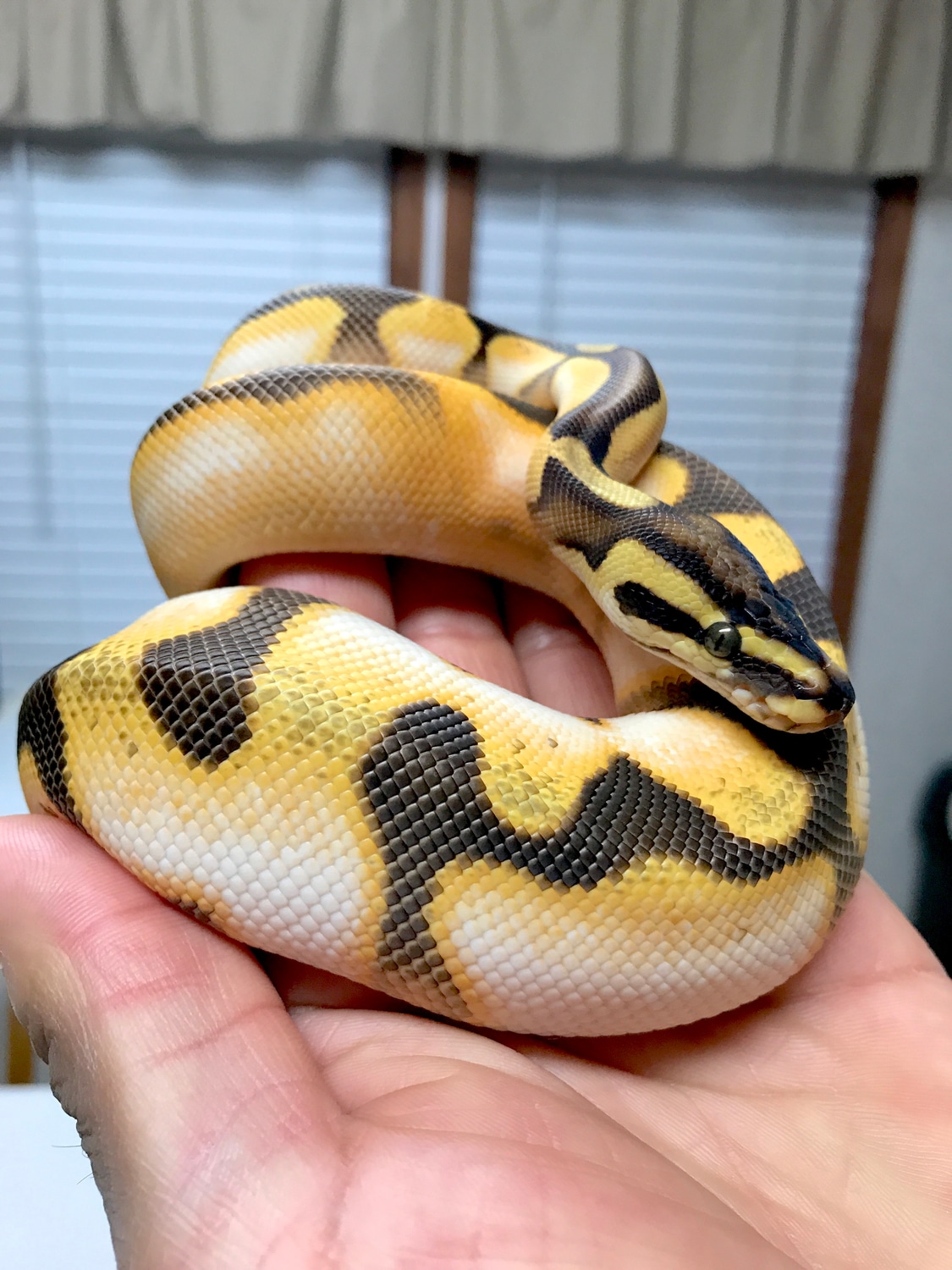 Super Orange Dream Calico Enchi Male Ball Python by SuperMorphsVA ...