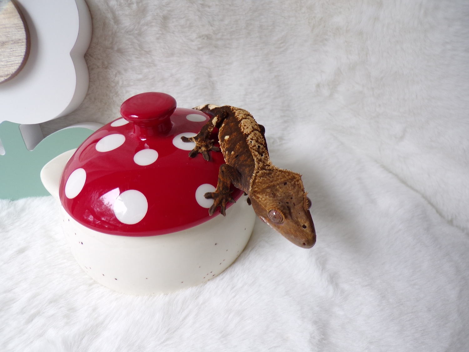 Orange Harlequin Crested Gecko by Superstar Geckos MorphMarket