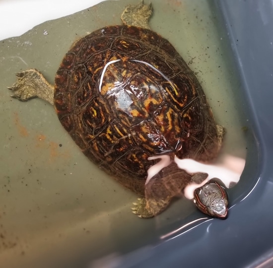 Painted Wood Turtle by Supreme Animal Foods