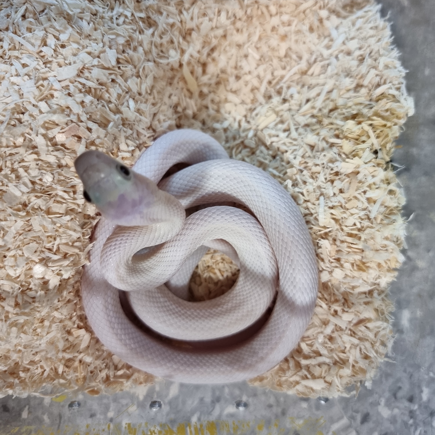 Leucistic Ratsnake Western Rat Snake by Supreme Animal Foods MorphMarket
