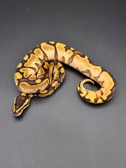 Enchi Calico Ball Python by Morph Mechanics