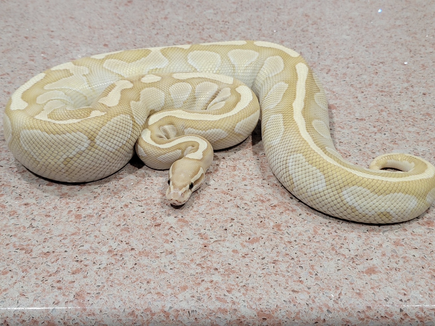 Proven Banana Lesser Ball Python by SNB Reptiles - MorphMarket