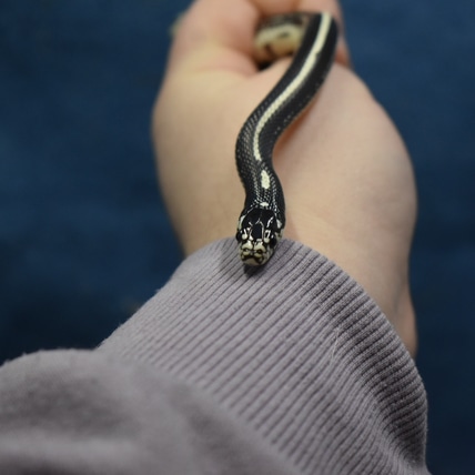 Stripe California King Snake California Kingsnake