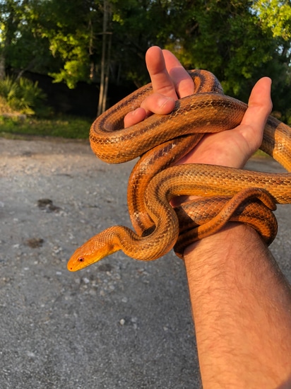 Everglades Ratsnake Eastern Rat Snake by SWFL Exotics & More