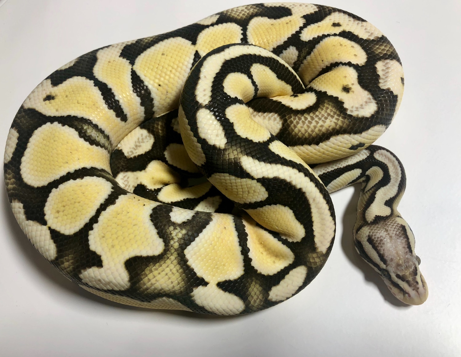 Pastel Desert Ghost Ball Python by Mega Morphs MorphMarket