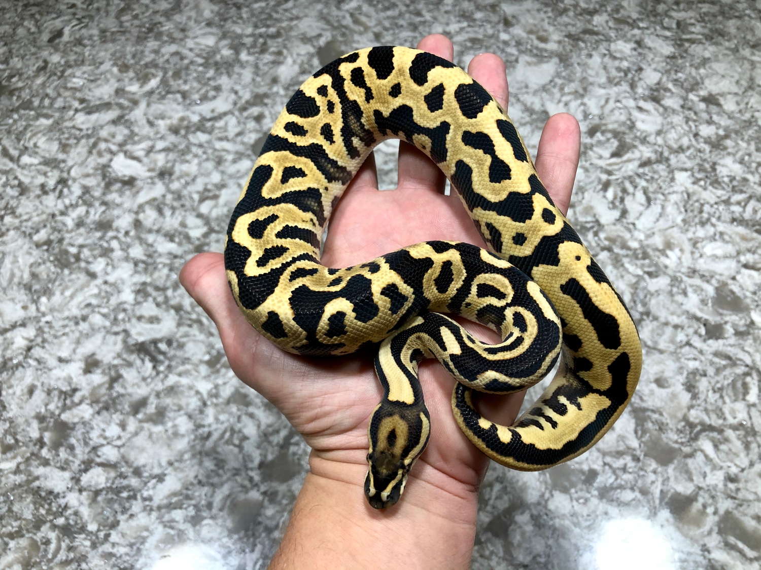 Leopard Het Red Axanthic Desert Ghost PH Pied Ball Python by Mega ...