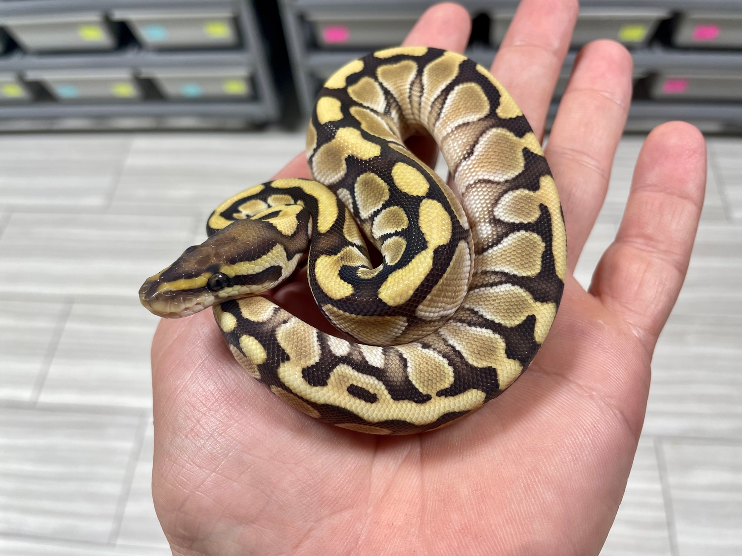 Butter 100% Het Amur 100% Het Desert Ghost Ball Python by Markel Morphs ...