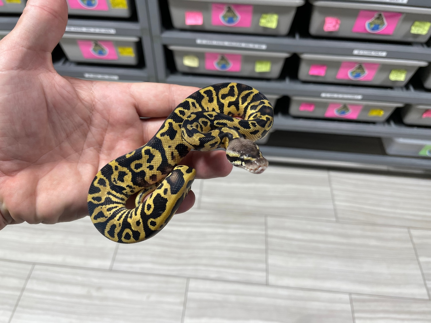 Pastel Leopard Het Red Axanthic 100% Het Desert Ghost Ball Python by ...