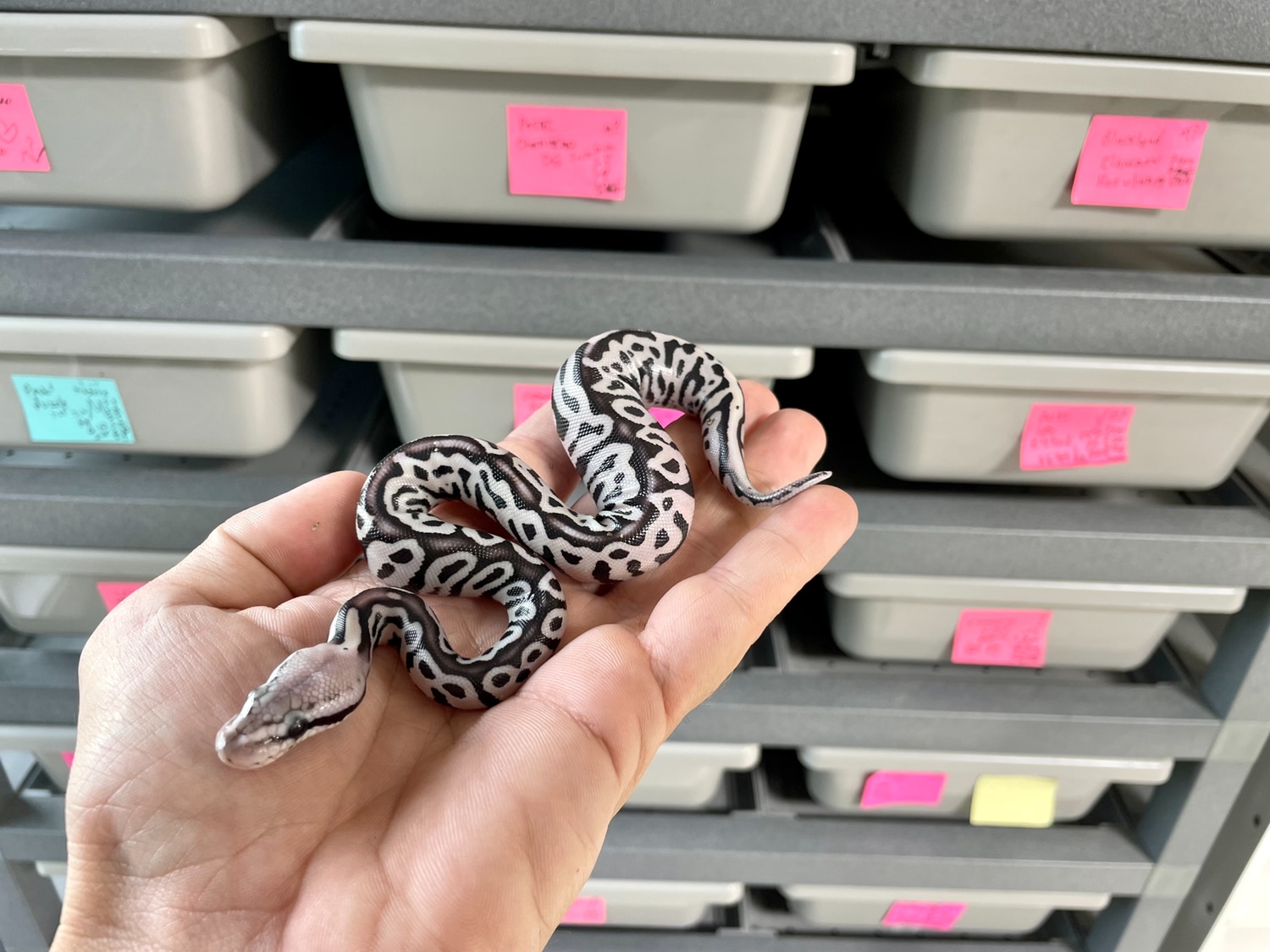 Red Axanthic Leopard Super Pastel Desert Ghost Ball Python by Mega