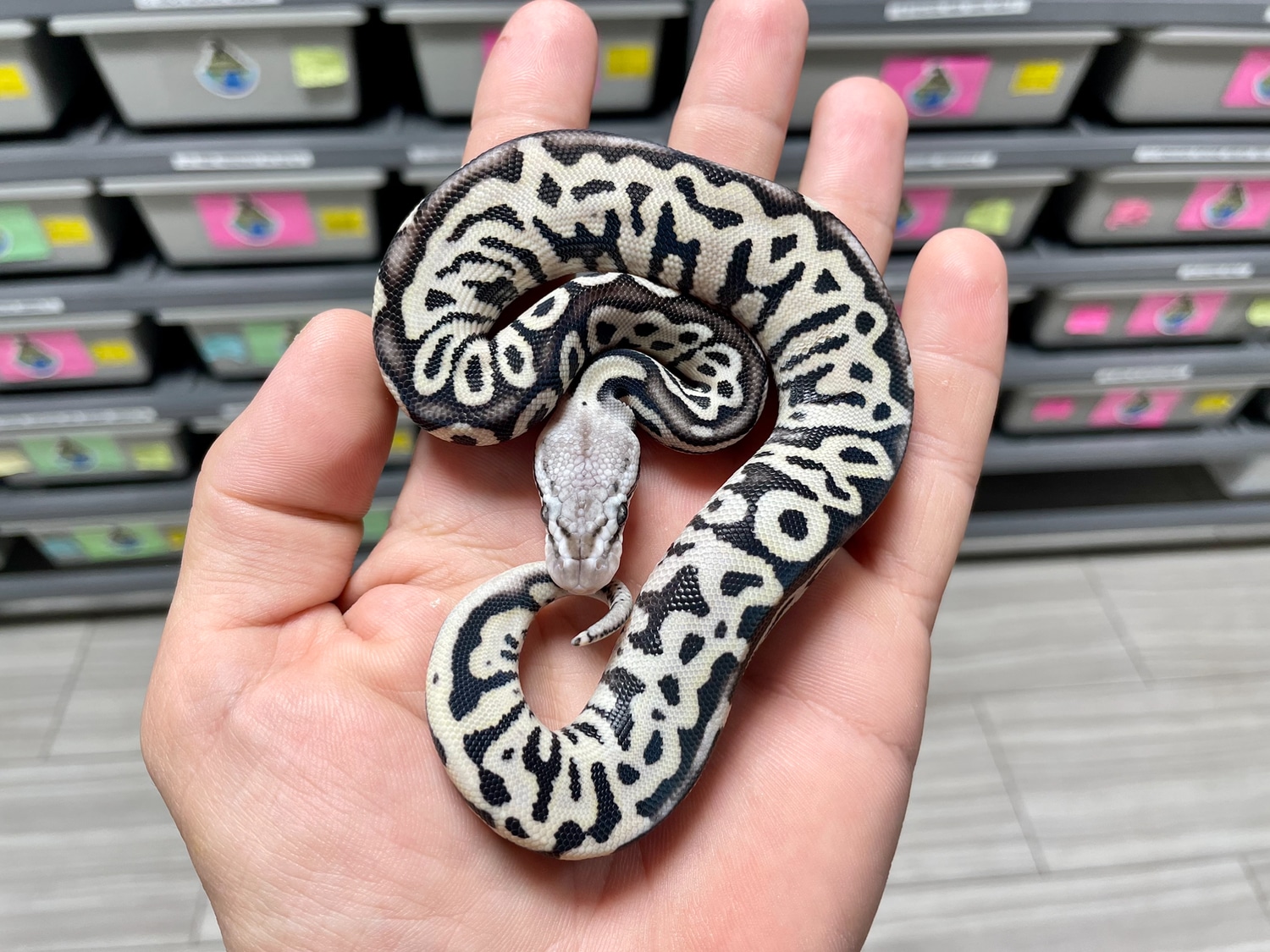 Red Axanthic Leopard Pastel Desert Ghost Ball Python by Mega Morphs ...