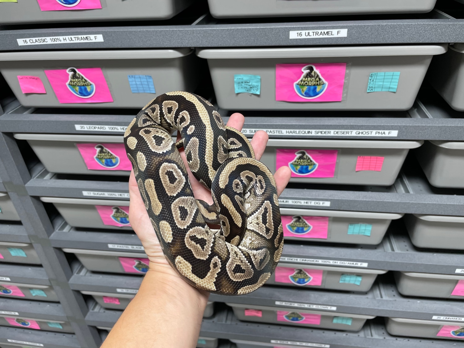 Mystic Het Red Axanthic 100% Het Desert Ghost Ball Python by Markel ...