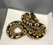 Het Red Axanthic Desert Ghost Ball Python by Mega Morphs - MorphMarket
